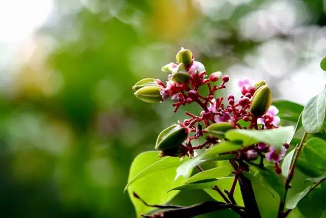 水果吃得多了 果树花不一定都认识吧！