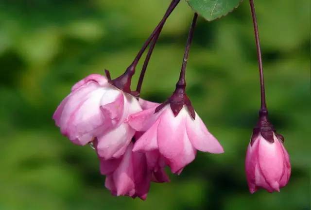 水果吃得多了 果树花不一定都认识吧！