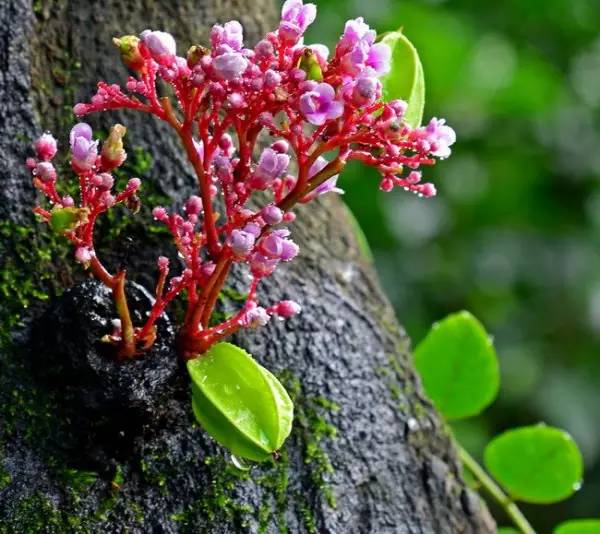 水果吃得多了 果树花不一定都认识吧！