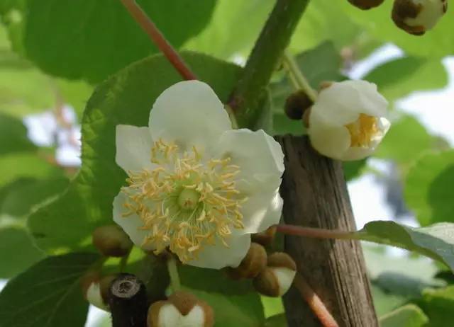 水果吃得多了 果树花不一定都认识吧！