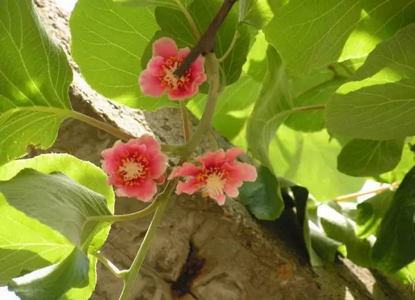 水果吃得多了 果树花不一定都认识吧！
