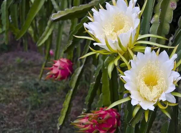 水果吃得多了 果树花不一定都认识吧！