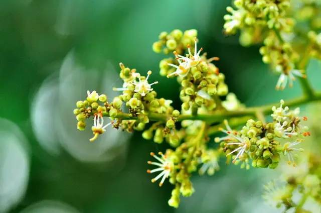 水果吃得多了 果树花不一定都认识吧！