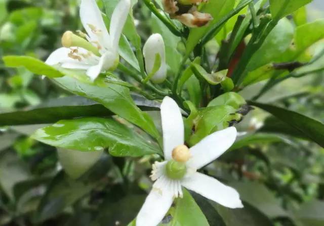 水果吃得多了 果树花不一定都认识吧！