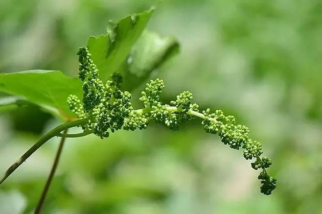 水果吃得多了 果树花不一定都认识吧！