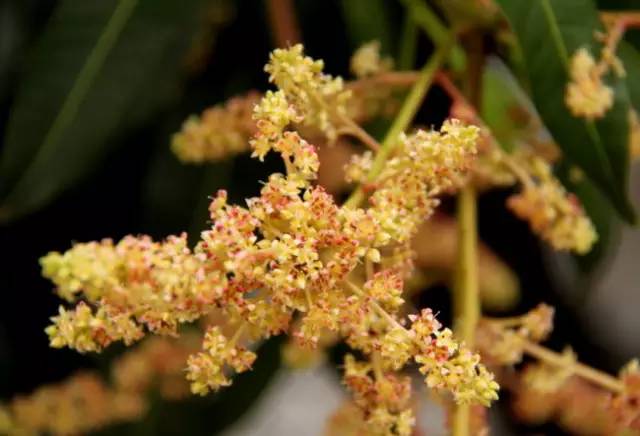 水果吃得多了 果树花不一定都认识吧！