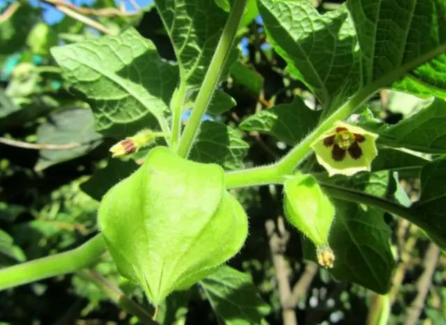 水果吃得多了 果树花不一定都认识吧！