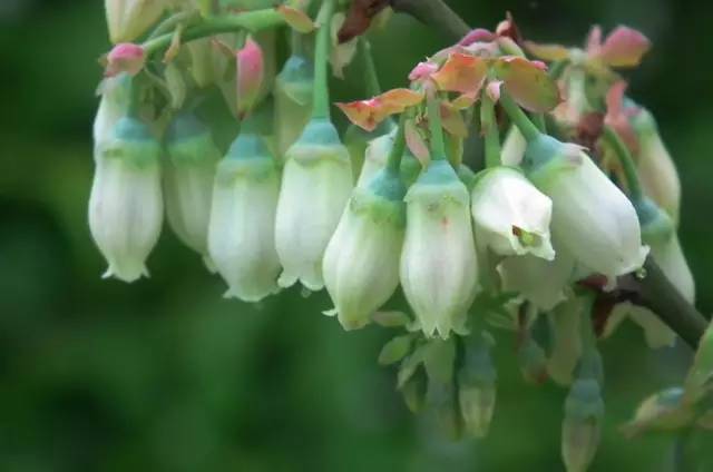 水果吃得多了 果树花不一定都认识吧！