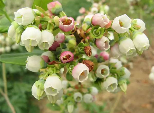 水果吃得多了 果树花不一定都认识吧！