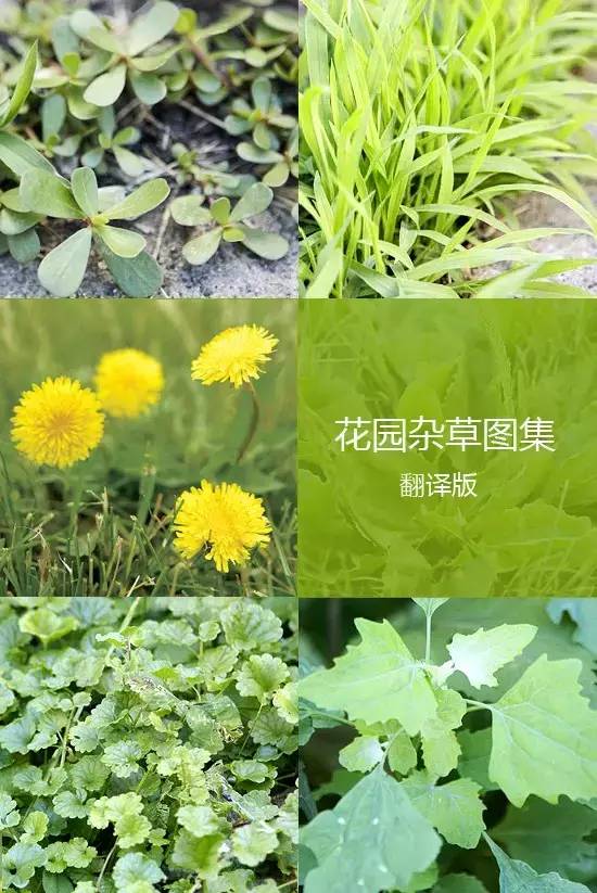 《花园杂草图集》，教你识别花园中的杂草