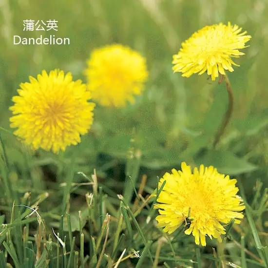 《花园杂草图集》，教你识别花园中的杂草