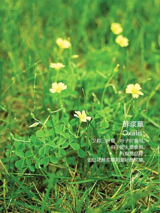 《花园杂草图集》，教你识别花园中的杂草