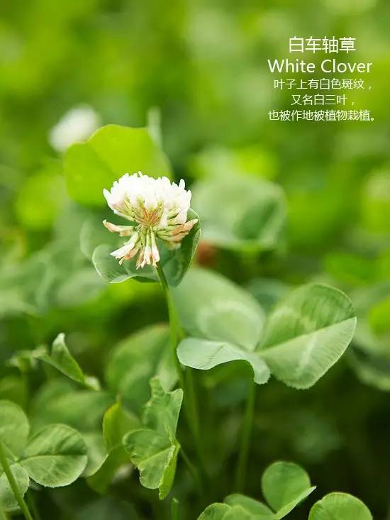 《花园杂草图集》，教你识别花园中的杂草