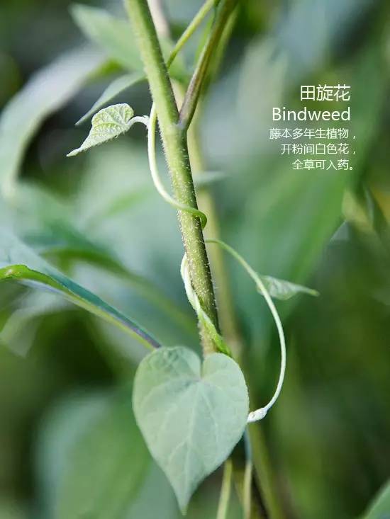 《花园杂草图集》，教你识别花园中的杂草