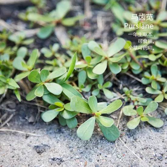 《花园杂草图集》，教你识别花园中的杂草
