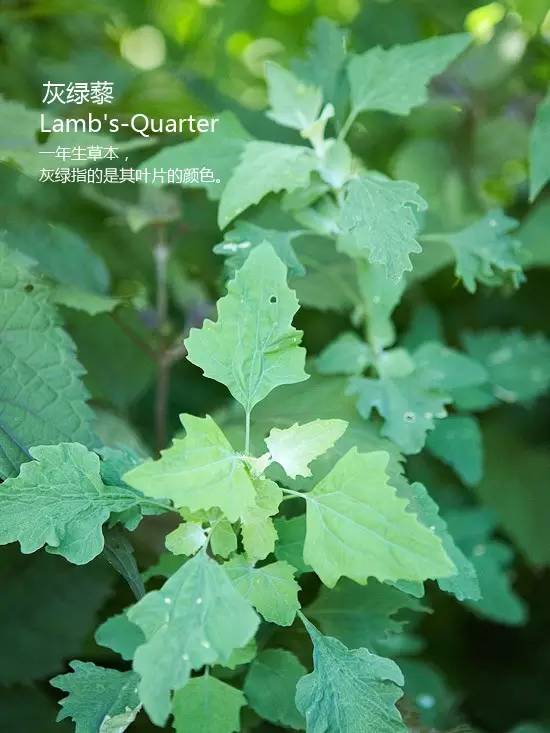 《花园杂草图集》，教你识别花园中的杂草