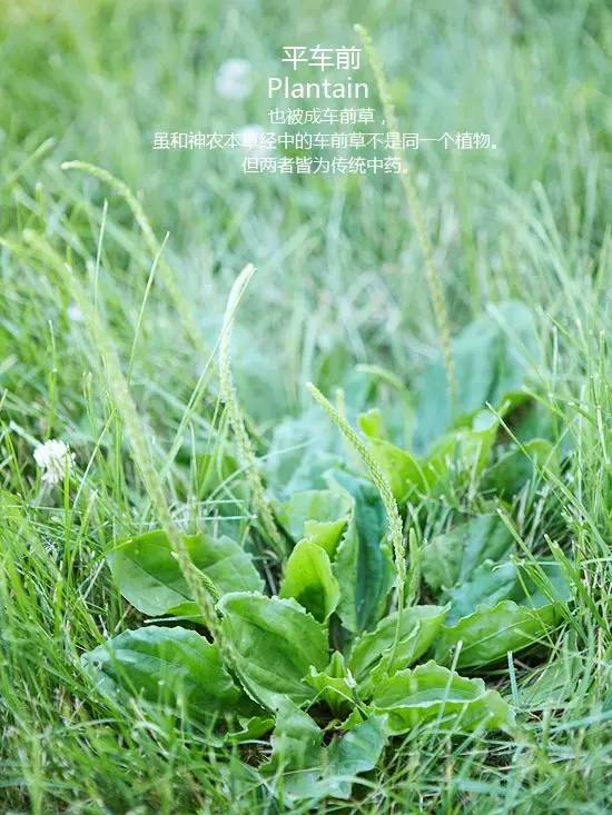 《花园杂草图集》，教你识别花园中的杂草