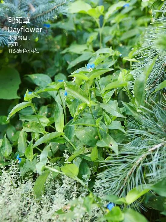 《花园杂草图集》，教你识别花园中的杂草