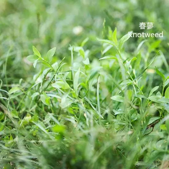 《花园杂草图集》，教你识别花园中的杂草