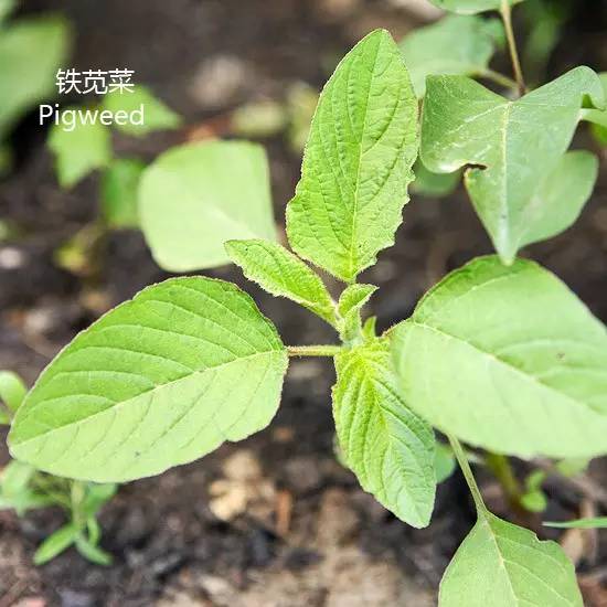 《花园杂草图集》，教你识别花园中的杂草