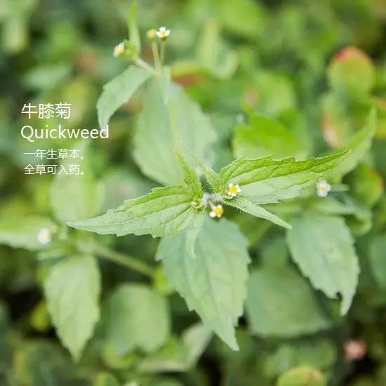 《花园杂草图集》，教你识别花园中的杂草