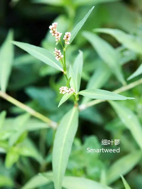 《花园杂草图集》，教你识别花园中的杂草
