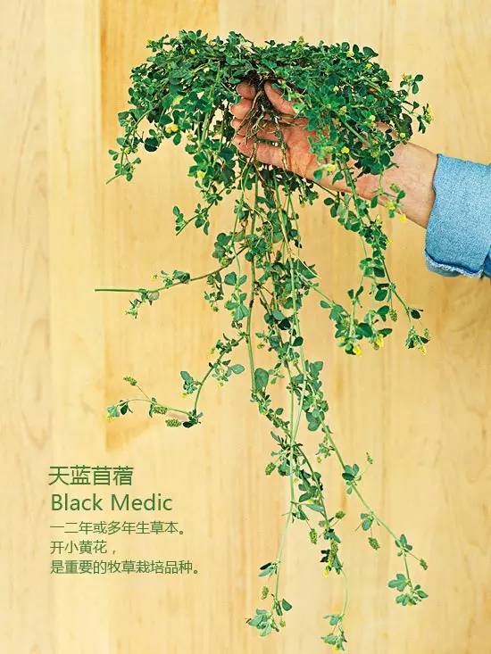 《花园杂草图集》，教你识别花园中的杂草