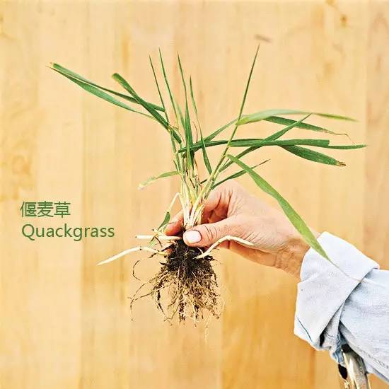 《花园杂草图集》，教你识别花园中的杂草