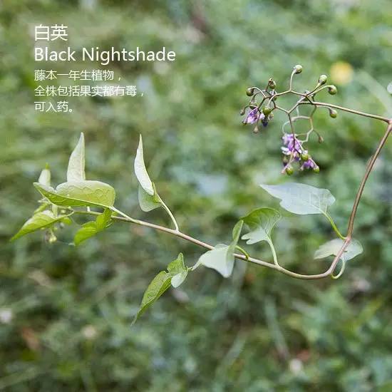 《花园杂草图集》，教你识别花园中的杂草