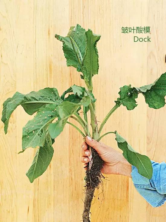 《花园杂草图集》，教你识别花园中的杂草