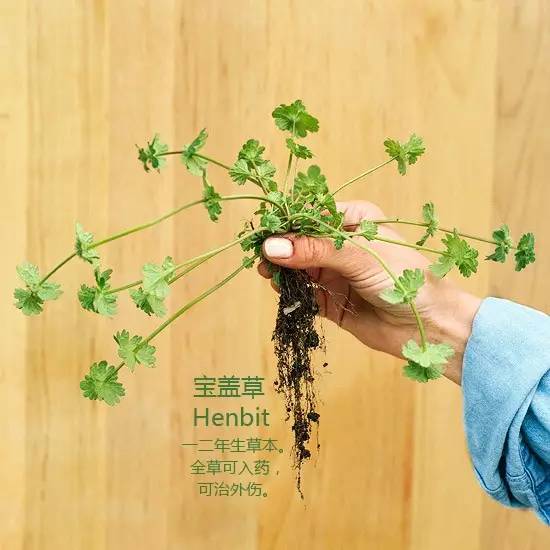 《花园杂草图集》，教你识别花园中的杂草