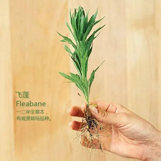 《花园杂草图集》，教你识别花园中的杂草