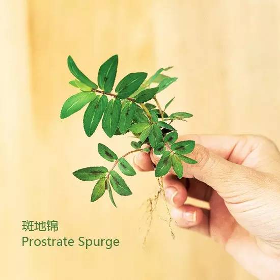 《花园杂草图集》，教你识别花园中的杂草