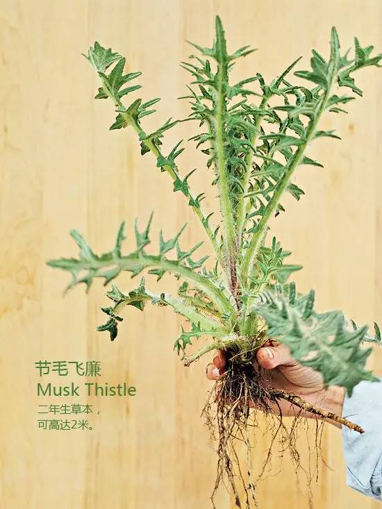 《花园杂草图集》，教你识别花园中的杂草