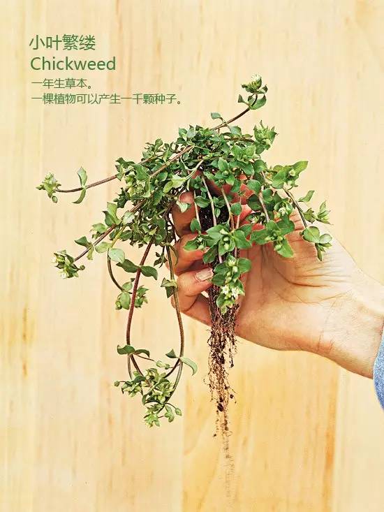 《花园杂草图集》，教你识别花园中的杂草