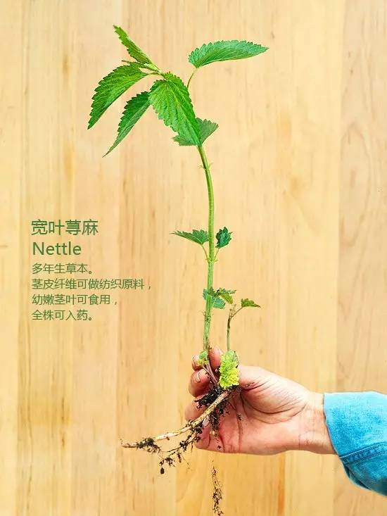 《花园杂草图集》，教你识别花园中的杂草