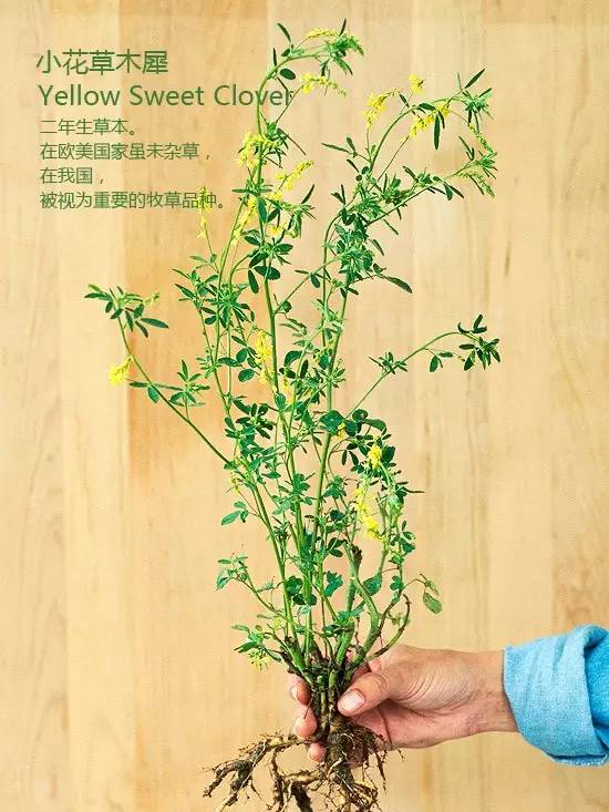 《花园杂草图集》，教你识别花园中的杂草