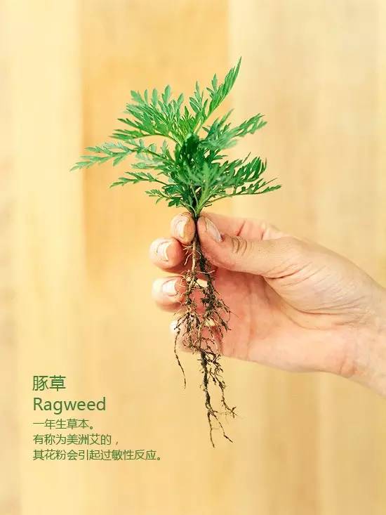 《花园杂草图集》，教你识别花园中的杂草