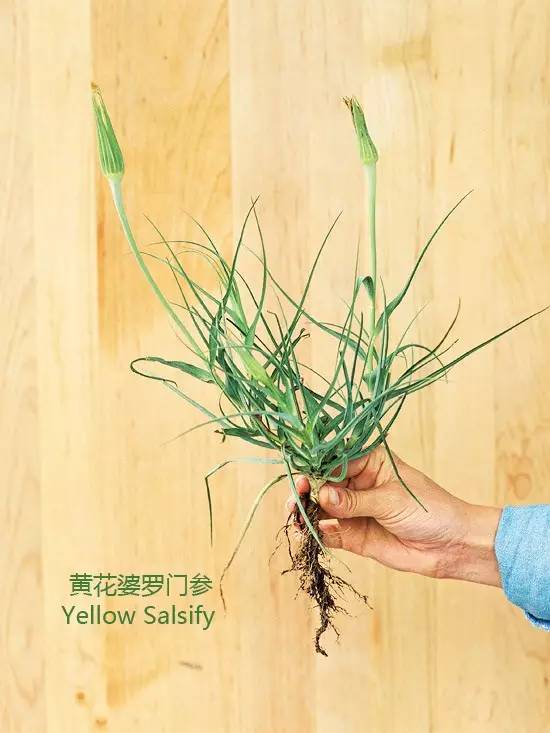 《花园杂草图集》，教你识别花园中的杂草