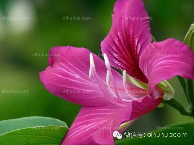 春天种花不可错过的10种清新花卉