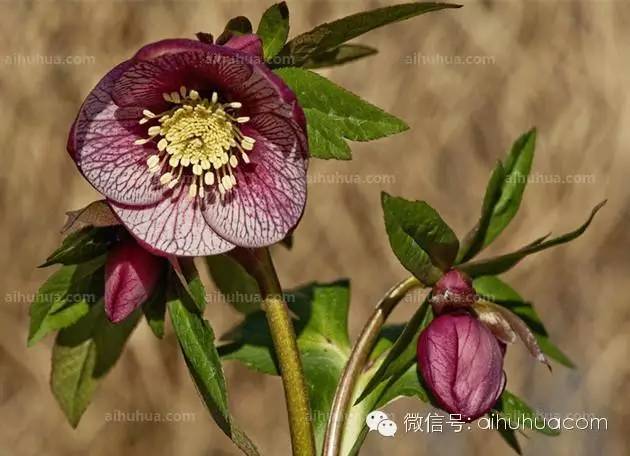 春天种花不可错过的10种清新花卉