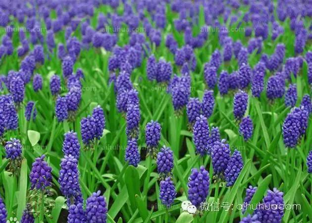 春天种花不可错过的10种清新花卉