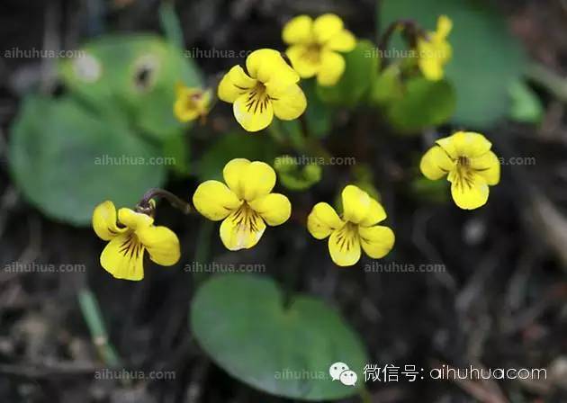 春天种花不可错过的10种清新花卉