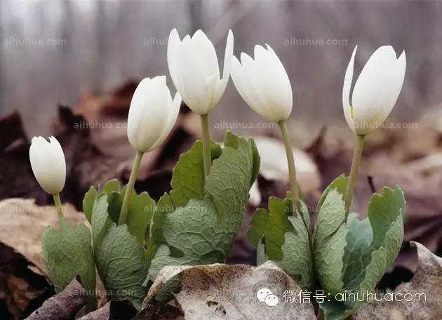 春天种花不可错过的10种清新花卉
