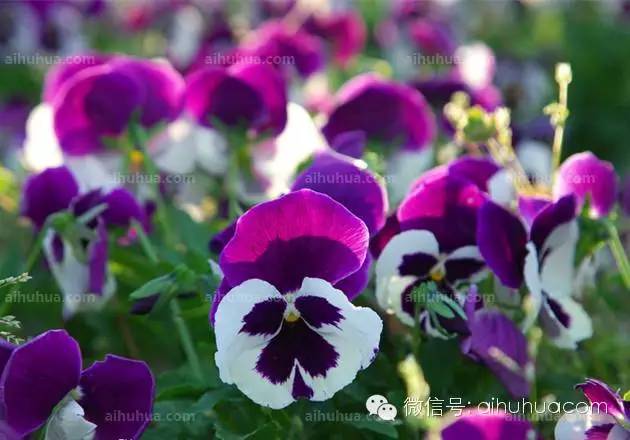 春天种花不可错过的10种清新花卉