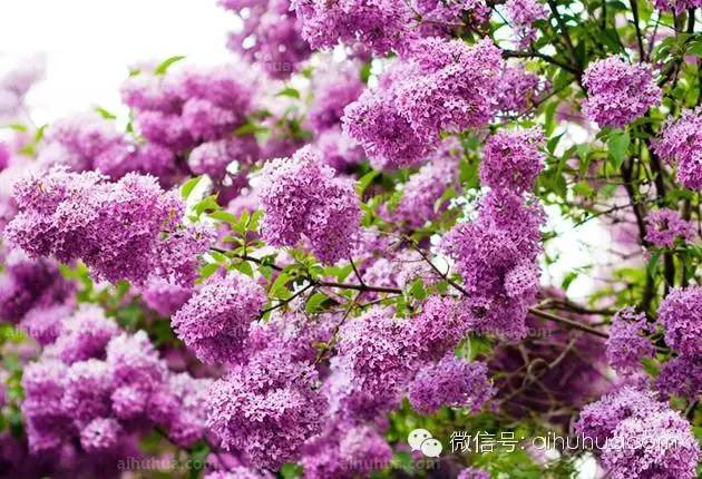 春天种花不可错过的10种清新花卉