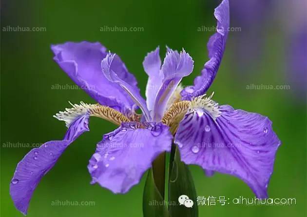 春天种花不可错过的10种清新花卉