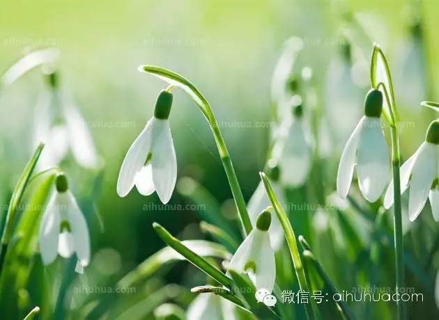 春天种花不可错过的10种清新花卉