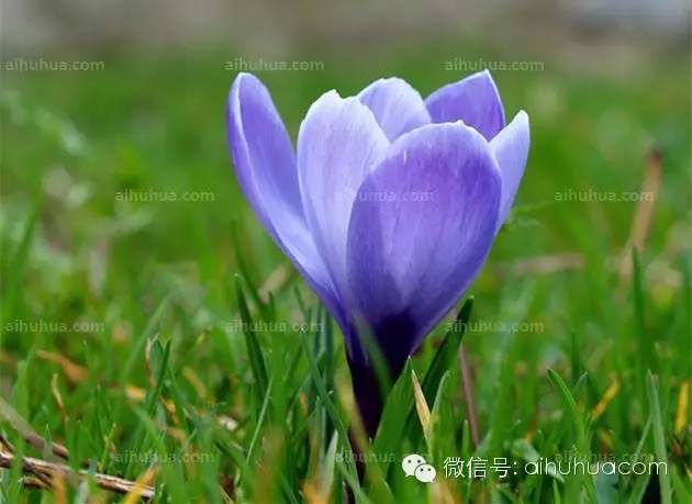 春天种花不可错过的10种清新花卉