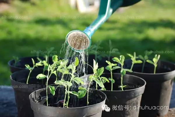 有心栽花花不开，养花浇水要知道的那些事！